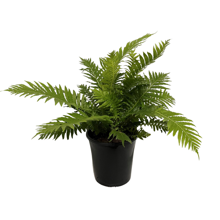 180mm Silver Lady Fern - Blechnum gibbum