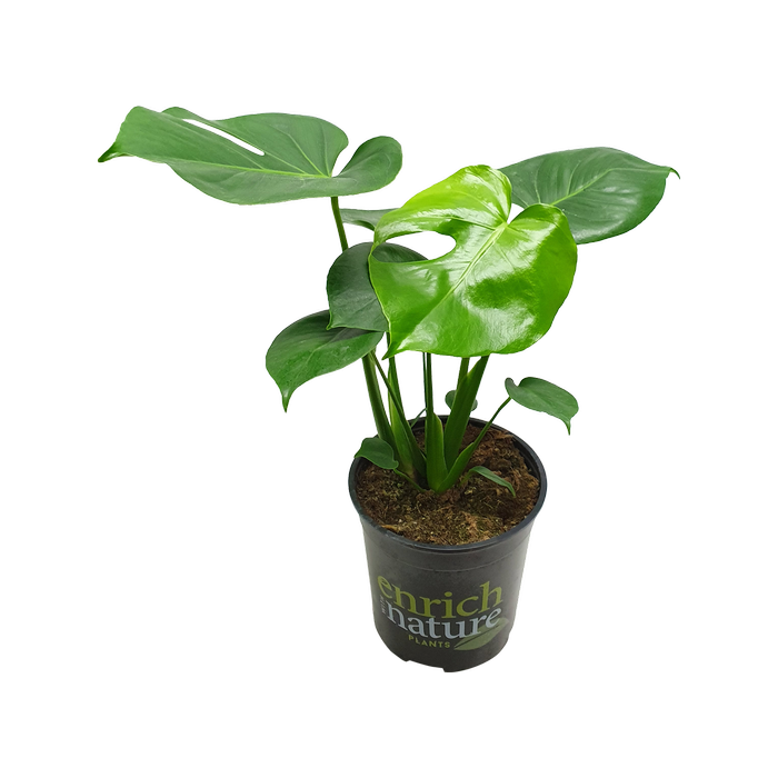 170mm Fruit Salad Plant - Monstera deliciosa