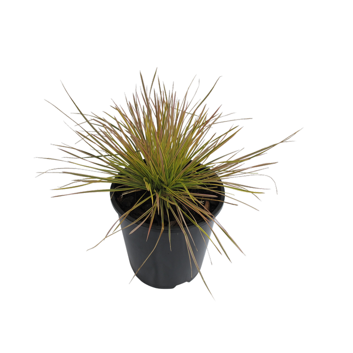 1.9L Deschampsia Daybreak - Deschampsia cespitosa