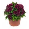 170 mm Assorted Peruvian Lily - Alstroemeria aurea