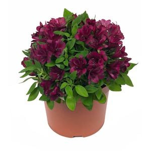 170 mm Assorted Peruvian Lily - Alstroemeria aurea
