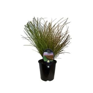 1.9L New Zealand Hairy Sedges - Carex testacea