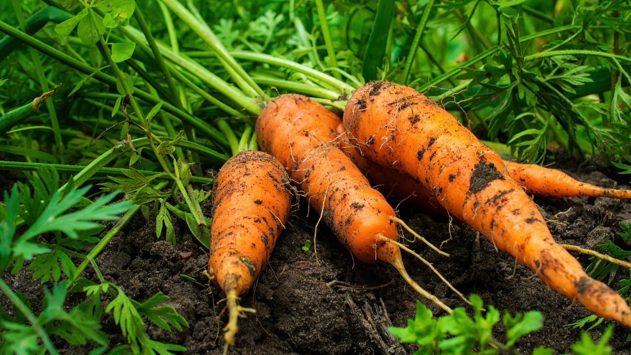fresh ripe harvested carrots with stalks and leaves attached on the ground in the garden on the planting bed, covered in soil