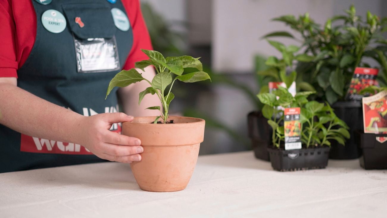 A Bunnings team member's hand is on a plant.