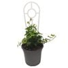 120mm Hedera Helix Pittsburgh - Pittsburgh Ivy