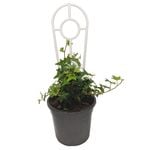 120mm Hedera Helix Pittsburgh - Pittsburgh Ivy