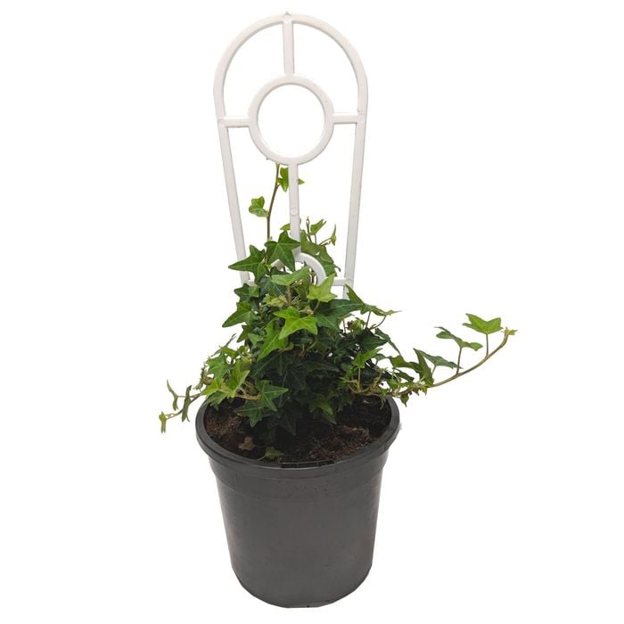 120mm Hedera Helix Pittsburgh - Pittsburgh Ivy