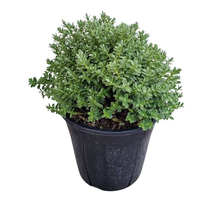 4L Hebe - Hebe pinguifolia Sutherlandii
