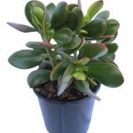 1.9L Jade Plant - Crassula ovata