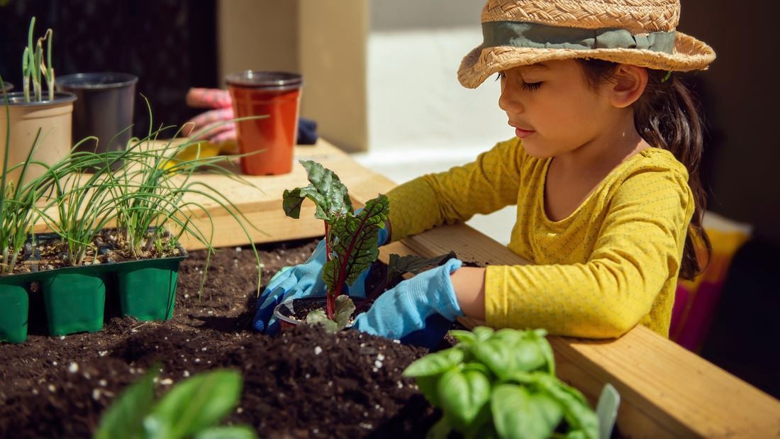 Kids gardening in action with soil and plants being used