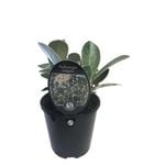 1.9L Marlborough Rock Daisy - Pachystegia insignis
