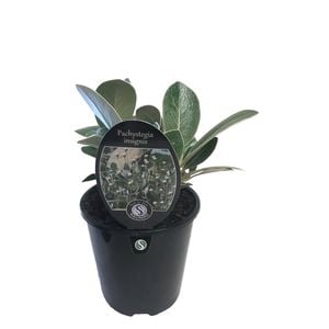 1.9L Marlborough Rock Daisy - Pachystegia insignis