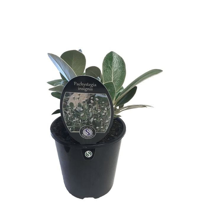 1.9L Marlborough Rock Daisy - Pachystegia insignis