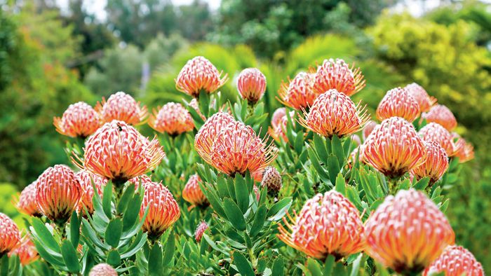 Protea flowers in a garden