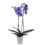 120mm Watercolour Purple Double Stem Orchid - Phalaenopsis