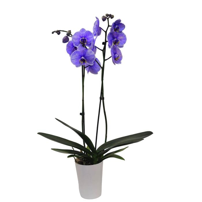 120mm Watercolour Purple Double Stem Orchid - Phalaenopsis
