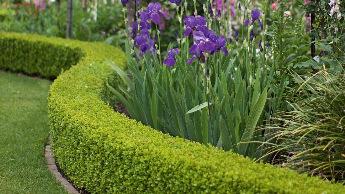 D.I.Y. - Header Image - Hedge trimming and lawn care tips for your garden