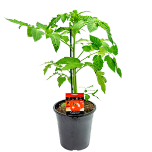 180mm Tomato Sweetbite - Lycopersicon esculentum