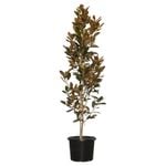 330mm Magnolia Little Gem - Magnolia grandiflora
