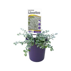 140mm Helichrysum Licorice - Helichrysum petite