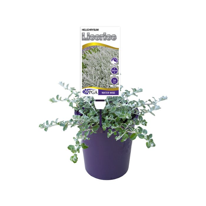140mm Helichrysum Licorice - Helichrysum petite