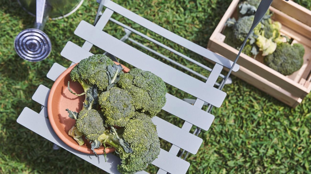 Broccoli in a pot cut and ready to eat