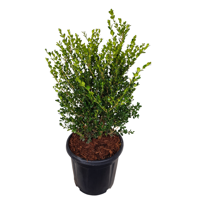 20L Japanese Box - Buxus japonica Green Gem
