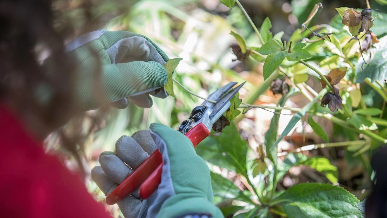 Gloved hands trims a native plant with secateurs