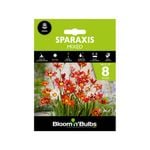 Bloomin' Bulbs Sparaxis Mixed - Sparaxis tri-colo - 8 Pack