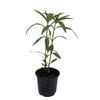 1L Swan Plant - Asclepias fruticosa