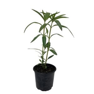 1L Swan Plant - Asclepias fruticosa