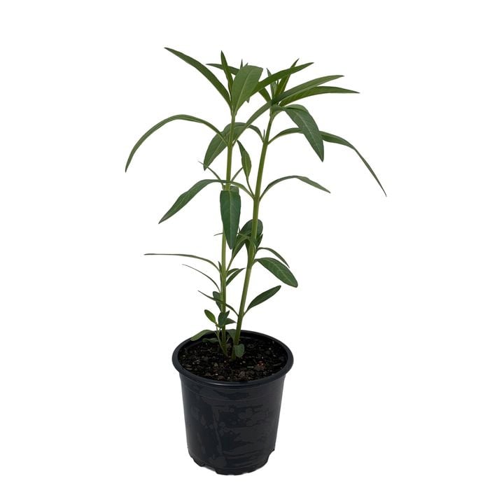 1L Swan Plant - Asclepias fruticosa
