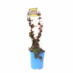 140mm Boston Ivy - Parthenocissus tricuspidata