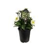 3.5L Leucanthemum Snowball 