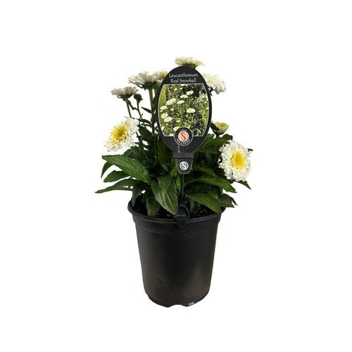 3.5L Leucanthemum Snowball - Bunnings New Zealand