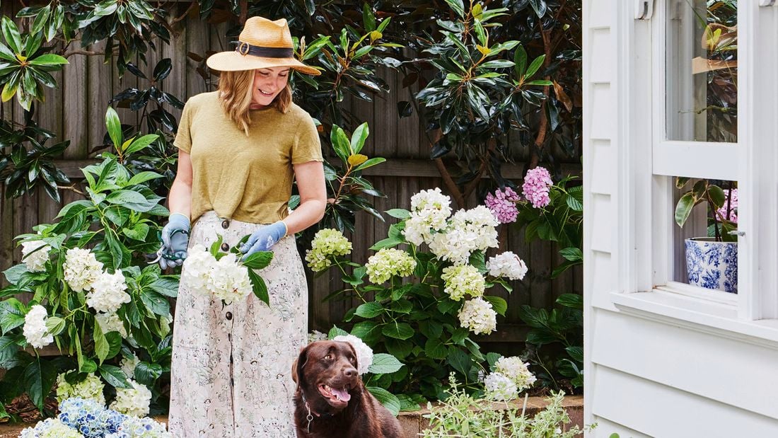 A person wearing a wide‑brimmed hat and gardening gloves tends to flowering hydrangea plants in a backyard garden, with a brown dog standing nearby and a white house wall visible on the right.