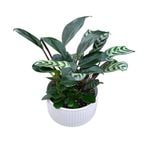180mm Indoor Foliage in Garden Designer Bowl