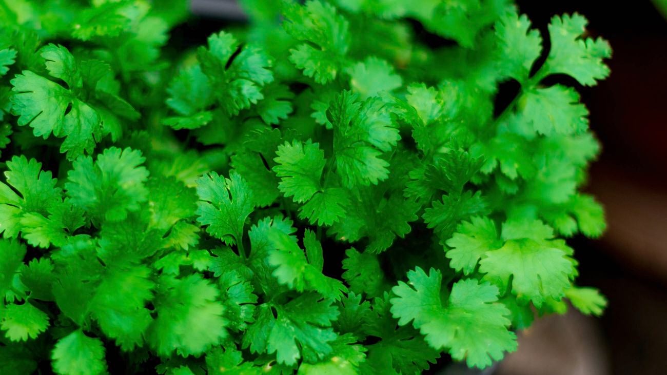 Close up shot of a bunch of vibrant green coriander leaves.