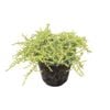 2L Sand Coprosma - Coprosma Hawera