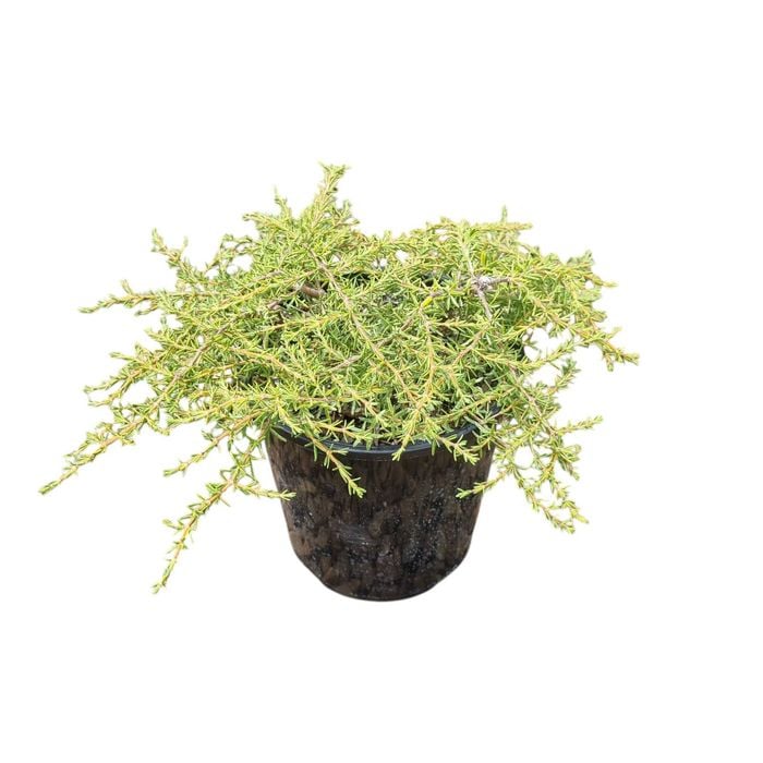 2L Sand Coprosma - Coprosma Hawera