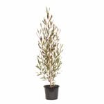 270mm Purple Hop Bush - Dodonaea viscosa Purpurea