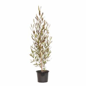 270mm Purple Hop Bush - Dodonaea viscosa Purpurea