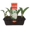 Punnet Cauliflower Mini - Grow Your Own Range