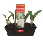 Punnet Cauliflower Mini - Grow Your Own Range
