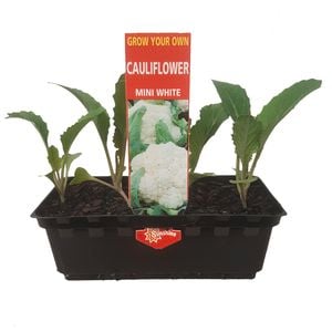 Punnet Cauliflower Mini - Grow Your Own Range
