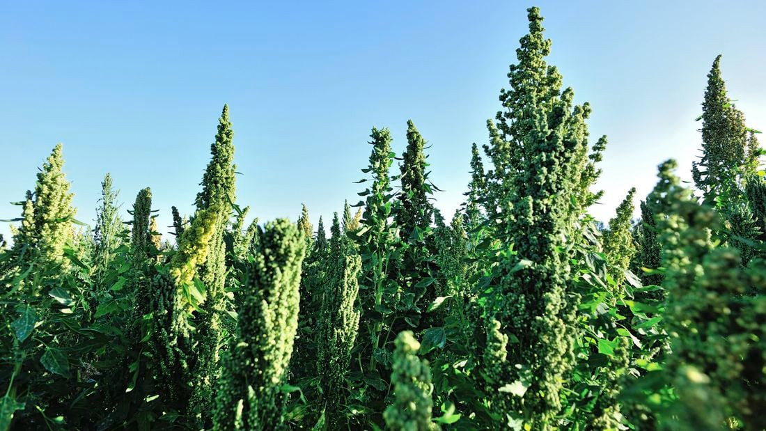 Green quinoa plants against a blue sky