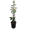 3L Feijoa Den's Choice - Acca sellowiana - Incredible Edibles Range