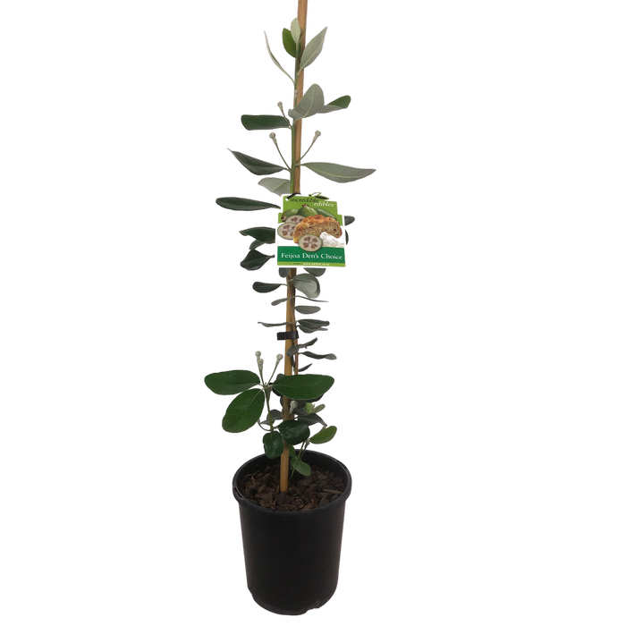 3L Feijoa Den's Choice - Acca sellowiana - Incredible Edibles Range