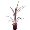 180mm Cordyline Cabernett - Cordyline australis Cabernett