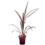 180mm Cordyline Cabernett - Cordyline australis Cabernett